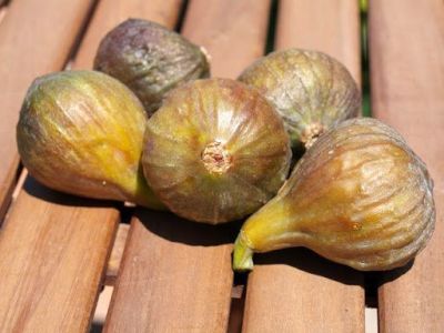 10 เมล็ด เมล็ดมะเดื่อฝรั่ง Figs สายพันธุ์ Eastern Brown Fig (อิสเทินบาร์วฟิกส์) ของแท้ 100% มะเดื่อฝรั่ง หรือ ลูกฟิก (Fig) อัตรางอก 70-80% Figs seeds มีคู่มือ