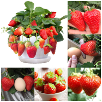 ( Pro+++ )++ 200pcs สตรอรี่ Strawberry Seeds ต้นไม้ฟอกอากาศ ต้นไม้ประดับ พันธุ์ไม้ผล ต้นไม้มงคลใหญ่ ต้นไม้แคระ ต้นผลไม้ บอนไซ ราคาดี ต้นไม้ ฟอก อากาศ กระถาง ต้นไม้ ไม้ ประดับ ต้นไม้ ปลูก ใน บ้าน