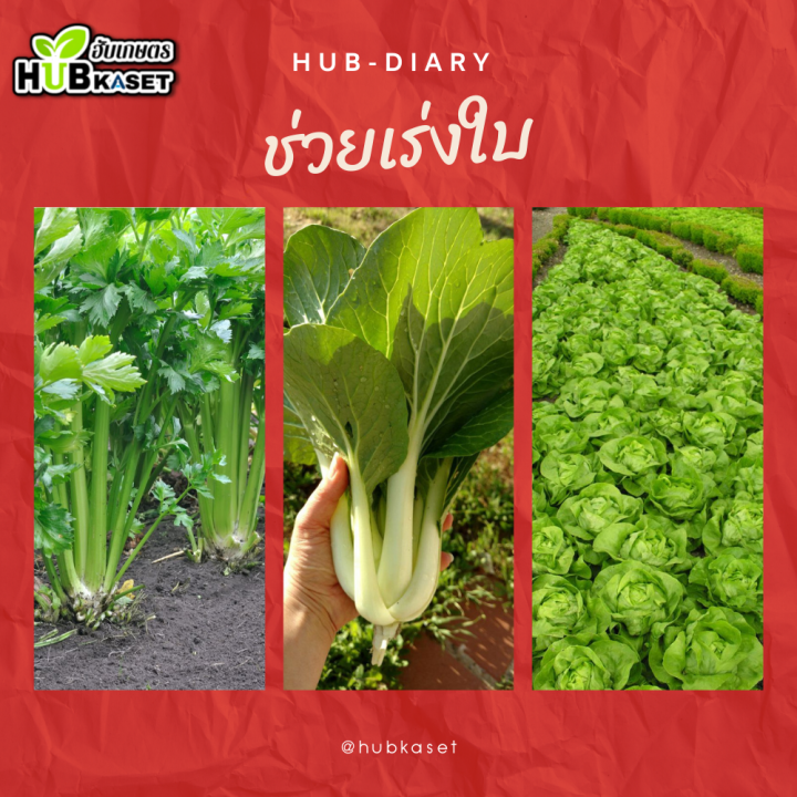 สินค้ายกลัง-แซดแม็กซ์-1ลิตร-12ขวด-แมกนีเซียม8-ใบเขียวเข้ม-เขียวทนนาน