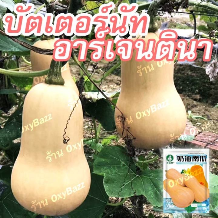 เมล็ดพันธุ์บัตเตอร์นัทอาร์เจนตินา-10เมล็ด-เมล็ดฟักทองบัตเตอร์นัท-argentina-butternut-squash-seeds