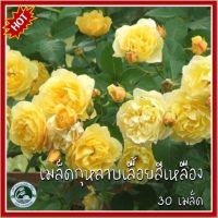 30 เมล็ด กุหลาบเลื้อยสีเหลือง Yellow Climbing rose กุหลาบ กุหลาบเลื้อย เมล็ดกุหลาบ เมล็ดกุหลาบเลื้อย กุหลาบเลื้อยเหลือง