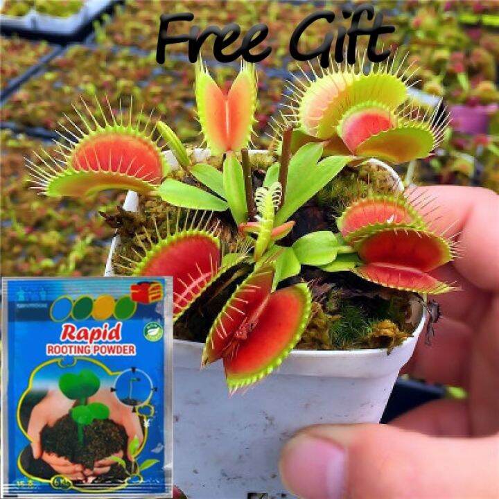 Outsidepride Venus Flytrap Seeds  10 Pack Carnivorous Plant Seeds For  Indoor Terrariums & Gardens