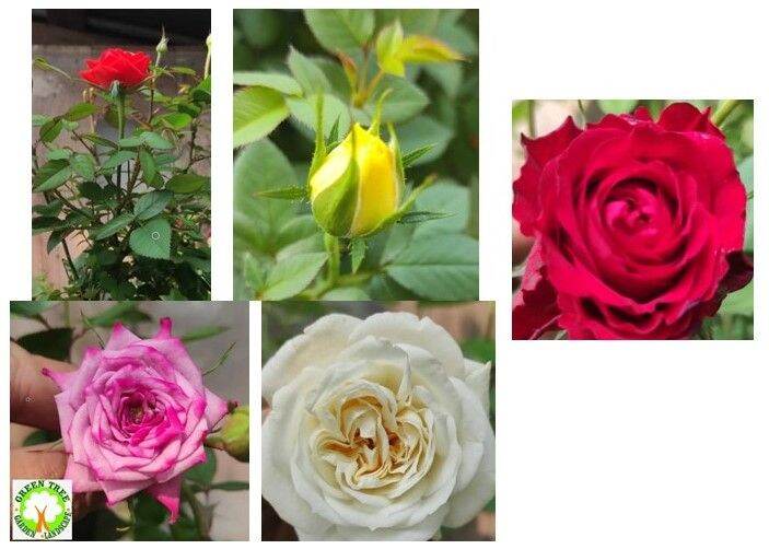 Live Plant: Rose, Freshly Cameron Roses Forever 金马仑玫瑰 for HOME/OFFICE ...