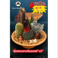 กระถางจัดสวนถาดดินเผาขนาด 8 นิ้วลายเส้น2ชุด(ลายเส้นหมดเหลือแต่แบบไม่มีเส้นขาว)