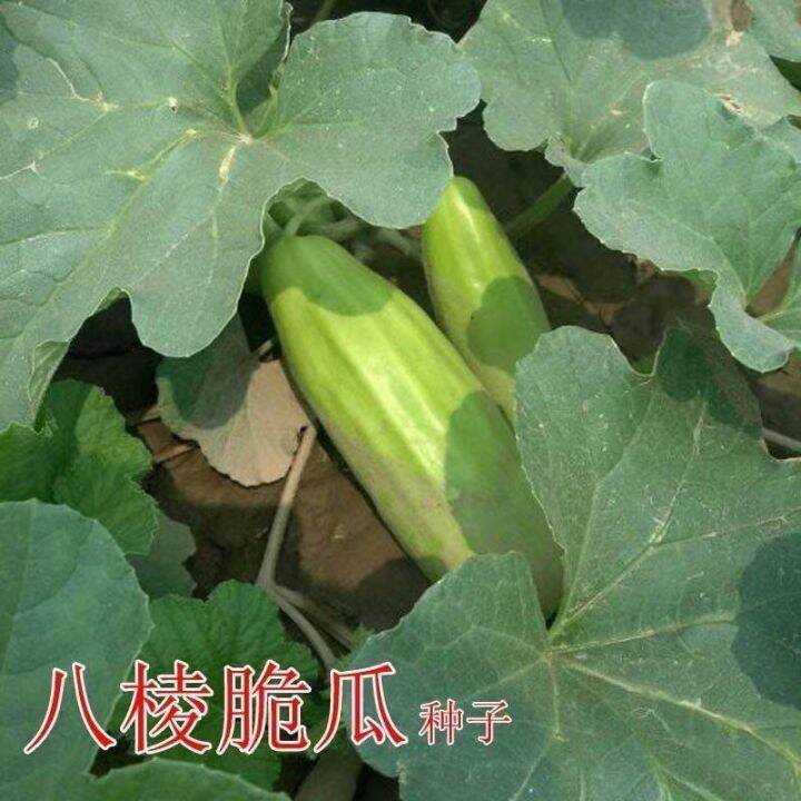 Melons seed brittle seed varieties of water melons old eight arrises