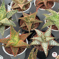 Sale!! Aloe Hybrid seedlings อโลไฮบริด ไม้เมล็ด #กระถาง 3 นิ้ว ไม้อวบน้ำ กุหลาบหิน cactus&amp;succulentหลากหลายสายพันธุ์