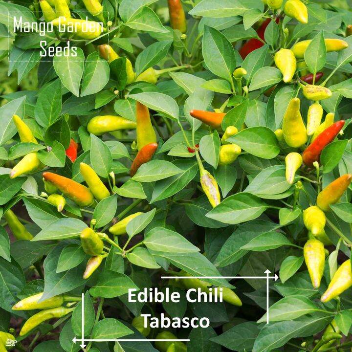 Tabasco Chili Pepper Seeds 30 Seed *Pot Friendly* Tanam Pasu, Benih