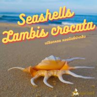 Andaman seashell เปลือกหอย หอยมือผีปากส้ม (Lambis crocata)