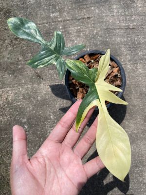 ฟิโลเดนดรอนก้ามกุ้งด่าง “Philodendron Florida Beauty Variegated”