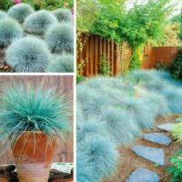 เมล็ดพันธุ์ หญ้าบลูเฟสคิว Festuca glauca blue fescue 50 เมล็ด เมล็ดพันธุ์นำเข้าจาก อังกฤษ