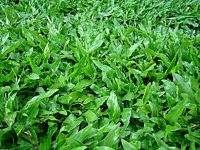 500 กรัม เมล็ดหญ้ามาเลเซีย Tropical Carpet grass Savanna Grass หญ้าปูสนาม สนามหญ้า พืชตระกูลหญ้า เมล็ดพันธ์หญ้า ปูหญ้า ปูสนาม