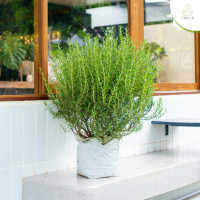 Treeno.9 T163 โรสแมร์รี่อิตาเลียน แม่พันธุ์ อายุ 2 ปี  (Common Rosemary) ถุงขาว 12 นิ้ว / สูง 40 - 50 ซม. / สมุนไพรกลิ่นหอม ดีต่อสุขภาพ (ต้นไม้)