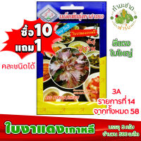 (ซื้อ10แถม1) เมล็ดพันธุ์ ใบงาแดงเกาหลี Red Perilla ประมาณ 500เมล็ด 3A สามเอ ใบงาเกาหลี ชิโสะ ชิโซะ ผักสวนครัว เมล็ดพันธุ์พืช เมล็ดผัก เม็ดผัก