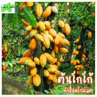 ต้นโกโก้พันธุ์ชุมพร หรือ ต้นช็อคโกแลต วัตถุดิบทำช็อคโกแลต cocoa tree โกโก้ชุมพร ต้นโกโก้