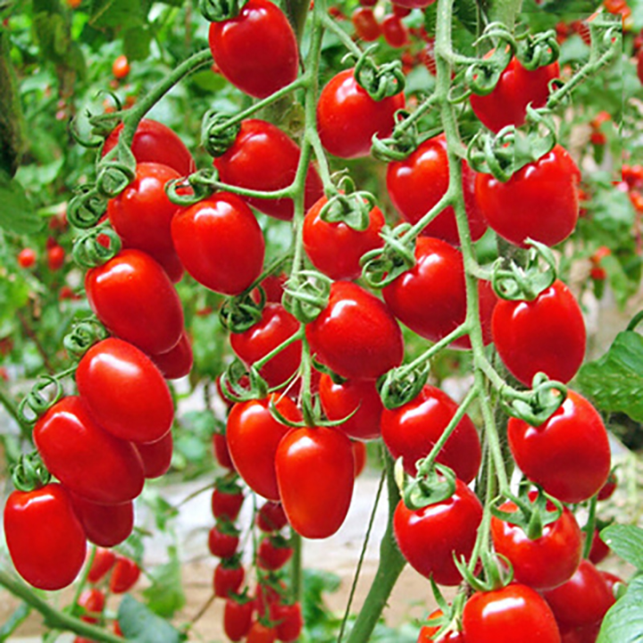 270 Seeds/pack SUPER POPE TOMATO SEEDS- TOMATOES SEEDS High Yielding ...