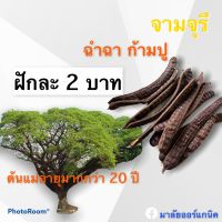 เมล็ดพันธุ์จามจุรี #ฉำฉา #ก้ามปู ?ฝักละ 2 บาท? เมล็ดสมบูรณ์มาก 1 ฝักมีเมล็ดเฉลี่ย 20 เมล็ด ราคาถูกที่สุด ที่นี่เท่านั้น ยิ่งเยอะยิ่งลด