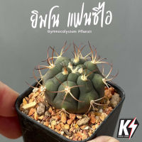 Gymnocalycium Pflanzii ยิมโนแฟนซิไอ #แคคตัส กระบองเพชร cactus&amp;succulent