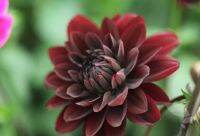 1 หัว/ออเดอร์ รักเร่ Dahlia rhizome สายพันธุ์ Karma Choc หัวรักเร่ ดอกไม้ หัวหน่อ เหง้า นำเข้า เนเธอร์แลน