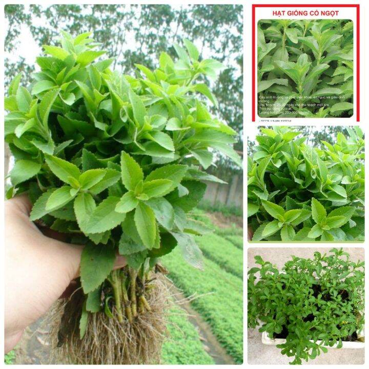 High quality seeds Local Ready Stock 50 seed High yield of licorice ...