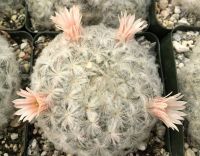 30 เมล็ด ขนนกเหลืองดอกชมพู แมมขนนกญี่ปุ่น ขนนกขาวญี่ปุ่น ดอกสีชมพู Mammillaria plumosa เมล็ดกระบองเพชร แคคตัส.