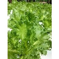 ต้นกล้าสลัด ฟิลเลย์ไอซ์เบิร์ก Frillice Ice Berg Lettuce ต้นกล้าพร้อมปลูก  กล้าละ 10 บาท