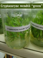 Cryptocoryne wendtii "green" เนื้อเยื่อ