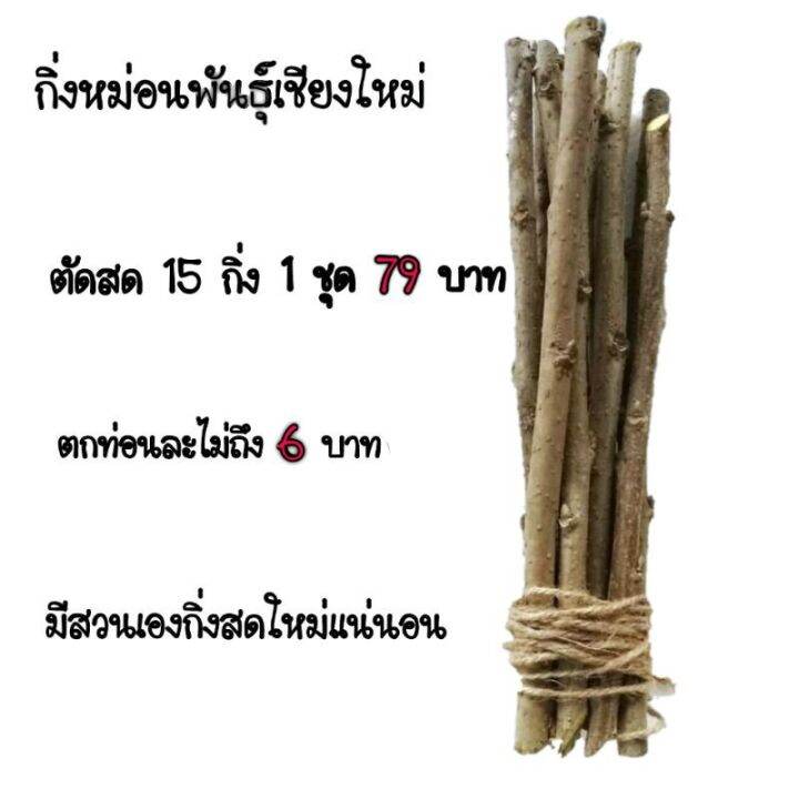 promotion-พร้อมส่งโดย-j-amp-tกิ่งหม่อน-โละสวนมัลรี่-พันธุ์เชียงใหม่-ตัดสด-15-กิ่ง-ตัดสดตามออเดอร์-สุดคุ้มม-ต้นไม้-ฟอก-อากาศ-กระถาง-ต้นไม้-ไม้-ประดับ-ต้นไม้-ปลูก-ใน-บ้าน