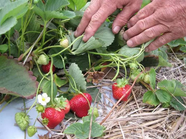 เมล็ดพันธุ์-strawberry-สายพันธุ์-turfs-50-เมล็ด-เมล็ดพันธุ์นำเข้าจาก-ยุโรป