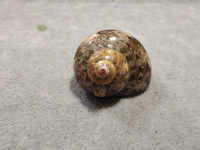 4-6ซม. Hermit Crab Shell เปลี่ยน Shell Conch Shell ปลาดาวคอลเลกชันตกแต่งบ้านเด็ก Gift