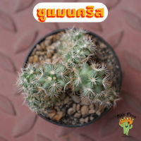 Beepees Cactus แมมมิลลาเรีย ชูแมนนิไอ คริสตาต้า Mammillaria Schumannii cristata แคคตัส กระบองเพชร cactus&amp;succulent