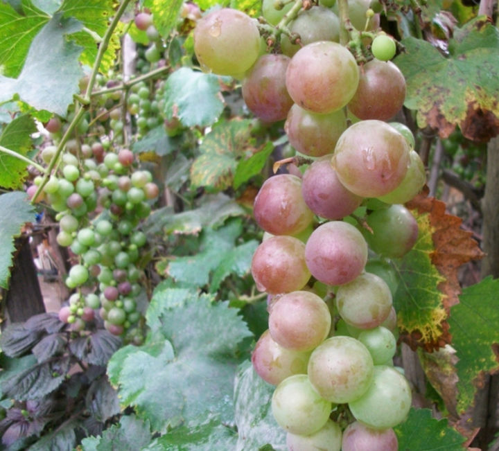 พร้อมส่ง-โปรโมชั่น-เมล็ดพันธุ์องุ่น-grape-seeds-บรรจุ-100-เมล็ด-ต้นไม้มงคล-ต้นไม้ฟอกอากาศ-ต้นไม้ประดับ-พันธุ์ไม้ผล-ต้นไม้มงคลใหญ่-ส่งทั่วประเทศ-พรรณ-ไม้-น้ำ-พรรณ-ไม้-ทุก-ชนิด-พรรณ-ไม้-น้ำ-สวยงาม-พรรณ-