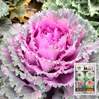 เมล็ดปูเล่ญี่ปุ่น 100 เมล็ด เมล็ดปูเล่ประดับคละสี เมล็ดคะน้าเคล เมล็ดกะหล่ำสี Cabbage ornamental