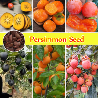 รับประกันสายพันธุ์แท้ 100 % ปลูกง่าย Persimmon Seed (35PCS/BAG) Bonsai Fruit Plant Seed ต้นไม้ผลกินได้ ต้นบอนสี ต้นไม้ ต้นไม้มงคล เมล็ดบอนสี ต้นไม้มงคล บอนสี บอนสีหายาก บอนไซ ต้นผลไม้ เมล็ดดอกไม้ ออกผลทั้งปี โตไว ไม่กลายพันธุ์ ต้นไม้ฟอกอากาศ บอนสี บอนสี