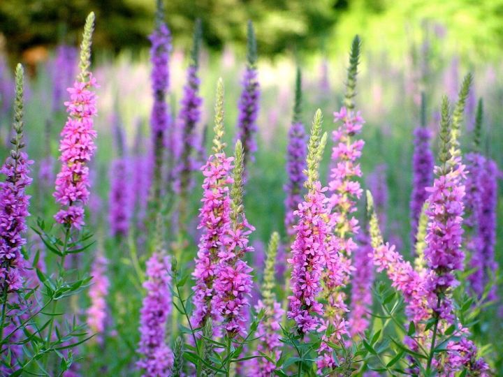 เมล็ดพันธุ์-เพอเพิ่ล-ลูสสไตร้ฟ-lythrum-salicaria-purple-loosestrife-1000-เมล็ด-เมล็ดพันธุ์นำเข้าจาก-อังกฤษ