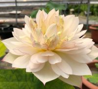 10 เมล็ดบัว สายพันธุ์ Brilliant Orange Lotuses Flower Seeds สีขาว บัวหลวงนอก บัวสาย บัวไหว้พระ ดอกใหญ่ ประดับบ้าน ตกแต่งสวน