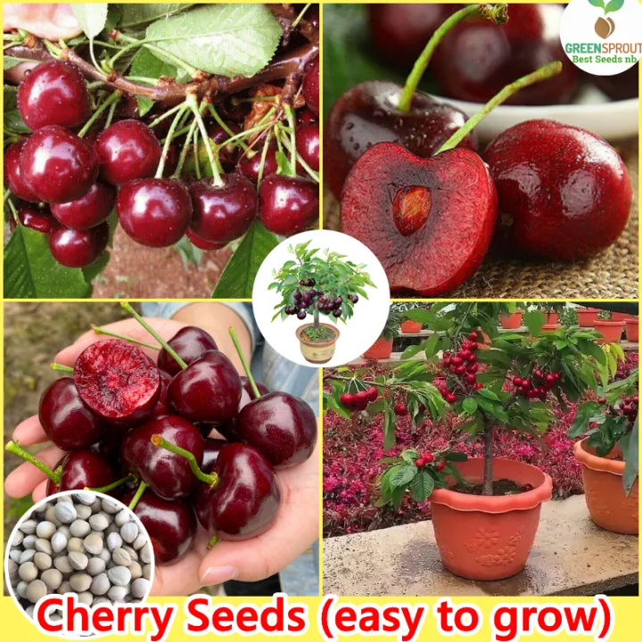 [Fast Germination] Sweet Cherry Seeds for Planting (30 seeds per pack
