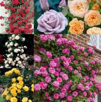 30 เมล็ด เมล็ดพันธุ์ กุหลาบ สายพันธุ์ อังกฤษ เลื้อย คละสี ดอกใหญ่ Climbing Rose Seeds นำเข้าจากต่างประเทศ พร้อมคู่มือ เมล็ดใหม่