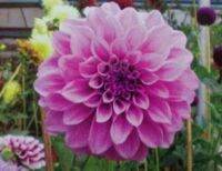 1 หัว/ออเดอร์ รักเร่ Dahlia Bulb สายพันธุ์ Cosmo Polly หัวรักเร่ ดอกไม้ หัวหน่อ นำเข้า เหง้า เนเธอร์แลน หัวสดใหม่