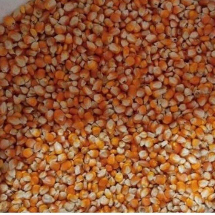 WHOLE CORN FOR PIGEONS 1 Kg repacked | Lazada PH