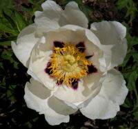 10 เมล็ด เมล็ดโบตั๋น ดอกโบตั๋น ดอกพีโอนี (Peony) สีขาว White Peony ดอกไม้นี้​เป็นสัญลักษณ์ของความมั่งคั่งร่ำรวย ความซื่อสัตย์ อัตราการงอก 70-80%