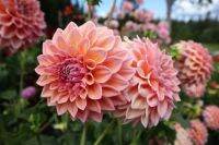 20 เมล็ดพันธุ์ รักเร่ Dahlia Seeds สายพันธุ์ CASTLE DRIVE สีชมพู รักเร่ รักแรกพบ ดอกไม้แห่งมิตรภาพ ความรักเริ่มต้น เพาะเลี้ยงง่าย ตั้งโต๊ะทำงาน