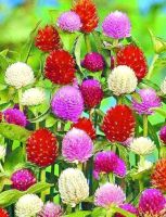 เมล็ดพันธุ์ บานไม่รู้โรย สีแดง Gomphrena Mix seed ดอกไม้ พรรณไม้ คุณภาพ 100 เมล็ด ปลูกง่าย