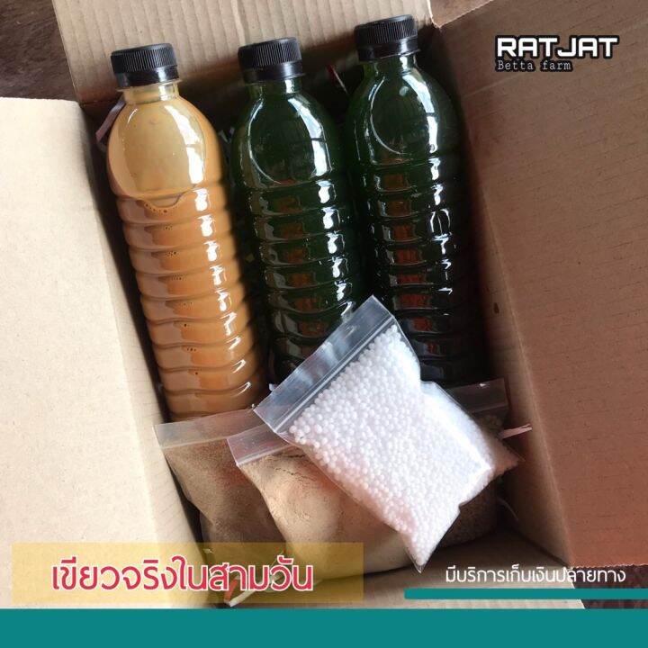 Ratjat ชุดเพาะไรแดง ชุดทำน้ำเขียว (ฟรีกระชอน ฟรีไข่ไรแดง) อาหารไรแดง  ต่อยอดได้ เลี้ยงไรได้ มีคลิปและวิธีการทำให้ครับ | Lazada.Co.Th