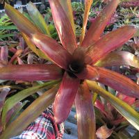 ? สับประรดสี#Neo.’Bold Streak’ #bromeliad# ต้นไม้สวยงาม# ไม้ประดับ# ตกแต่งสวน# ปลูกตกแต่งบ้าน# ไม้มงคล# ต้นไม้ทนแล้ง# ขายถูก ของพร้อมส่ง เก็บเงินปลายทาง ?