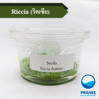 Riccia (ริคเซีย) เนื้อเยื่อ