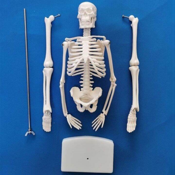 medical-human-skeleton-skeleton-model-small-45-85170-cm-medical-fine-arts-white-skeleton-teaching-yoga-body-ridge