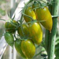 50 เมล็ดพันธุ์ มะเขือเทศ ผลสีเขียว Green Tomato Seeds มีคู่มือพร้อมปลูก อัตรางอก 80-85%