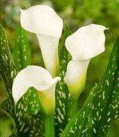 20 เมล็ดพันธุ์ ต้นคาลล่าลิลลี่ คาลล่า ลิลลี่ (Calla Lily) เป็นดอกไม้ ที่แทนสัญลักษณ์แห่งความรัก อัตราการงอก 80-85%