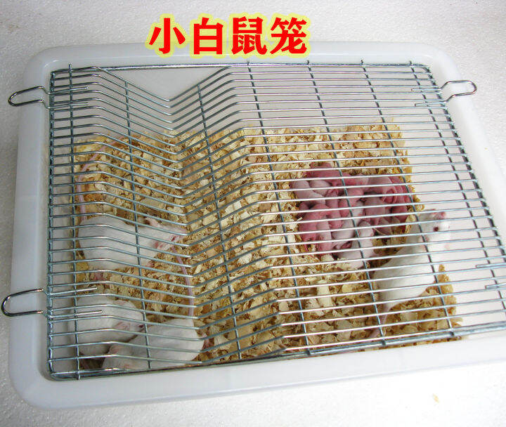 Experiment Laboratory Rat Rat Flower and Rat Breeding Cage Breeding
