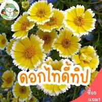 เมล็ดพันธุ์ ไทดี้ทิป Tidy Tip บรรจุ 150 เมล็ด เมล็ดพันธุ์นำเข้าแท้ 100% นำไปขยายพันธุ์ต่อได้ ไม่กลายพันธุ์